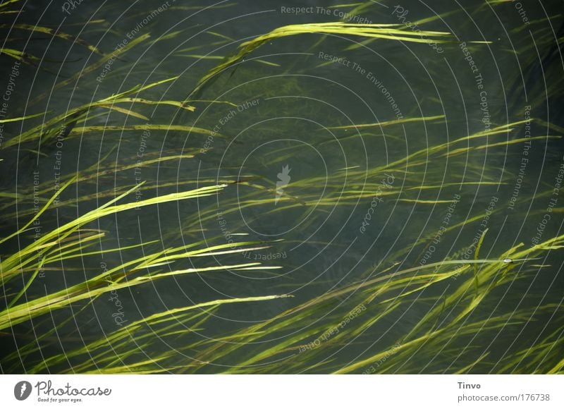 Alles im Fluß Farbfoto Außenaufnahme Nahaufnahme Tag Umwelt Wasser Sommer Pflanze Gras Grünpflanze Bach Fluss dunkel nass natürlich Geschwindigkeit Gewässer