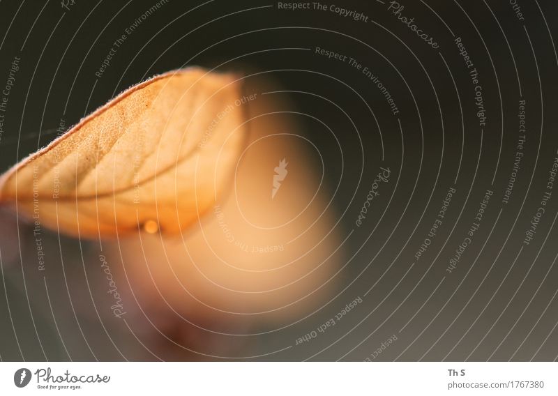 Blatt Natur Pflanze Sommer Herbst Bewegung Blühend leuchten verblüht ästhetisch authentisch einfach elegant natürlich braun grau Gelassenheit geduldig ruhig