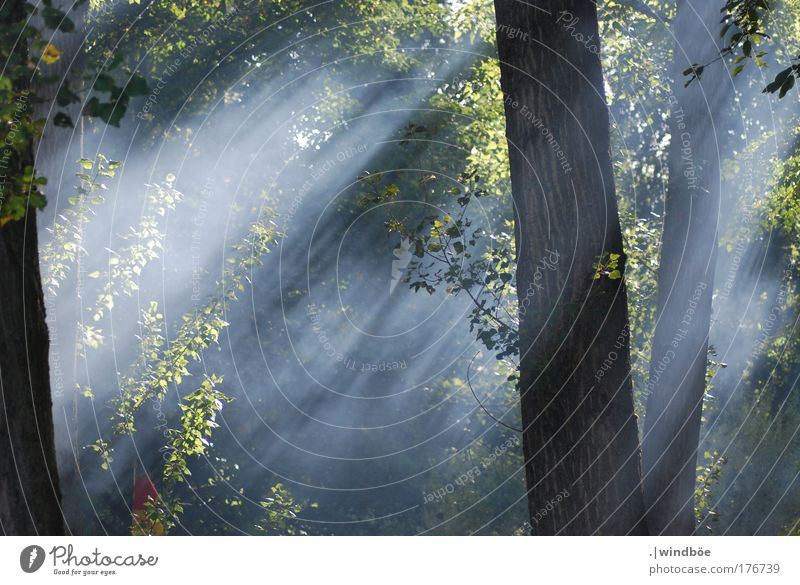 Waldnebel Farbfoto Außenaufnahme Menschenleer Morgen Morgendämmerung Licht Lichterscheinung Sonnenlicht Sonnenstrahlen Zentralperspektive Totale Blick nach vorn