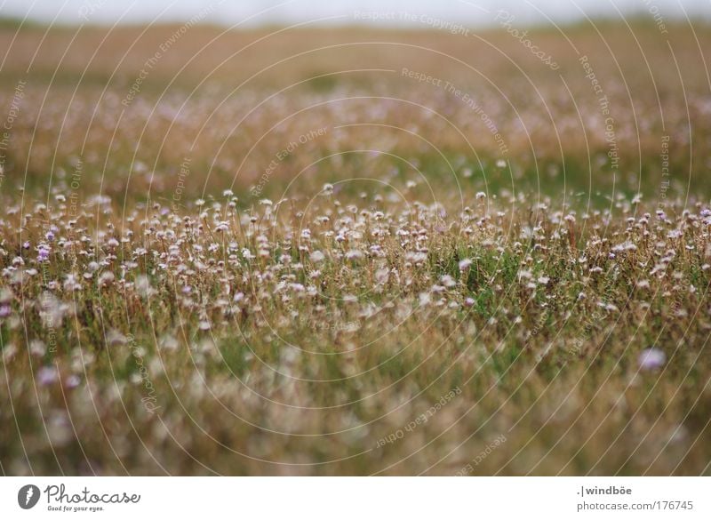 Wildblumenwiese Farbfoto Außenaufnahme Nahaufnahme Menschenleer Tag Sonnenlicht Unschärfe Zentralperspektive Totale Blick nach vorn Umwelt Natur Landschaft Erde