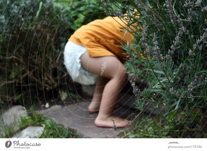 Duftes Versteck Farbfoto Außenaufnahme Tag Kinderspiel Baby Kleinkind Kindheit Haut Gesäß Beine Fuß 1 Mensch 1-3 Jahre Sommer Pflanze Gras Sträucher Garten