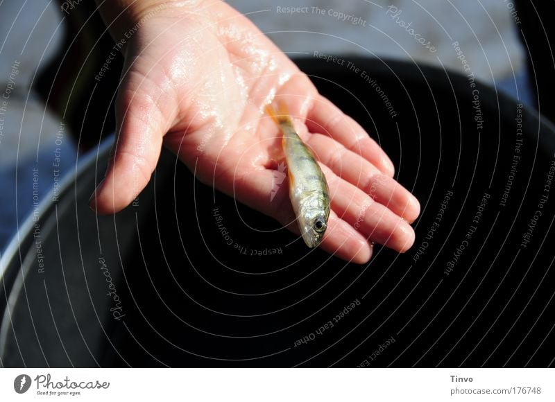 See-Fisch Farbfoto Außenaufnahme Nahaufnahme Textfreiraum unten Tag Abend Schatten Kontrast Hand Finger Schuppen 1 Tier fangen festhalten warten nass