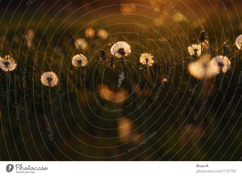 Leuchtende Pusteblumen Natur Landschaft Pflanze Sonnenaufgang Sonnenuntergang Frühling Sträucher Löwenzahn Löwenzahnfeld Wiese Blühend leuchten Freundlichkeit