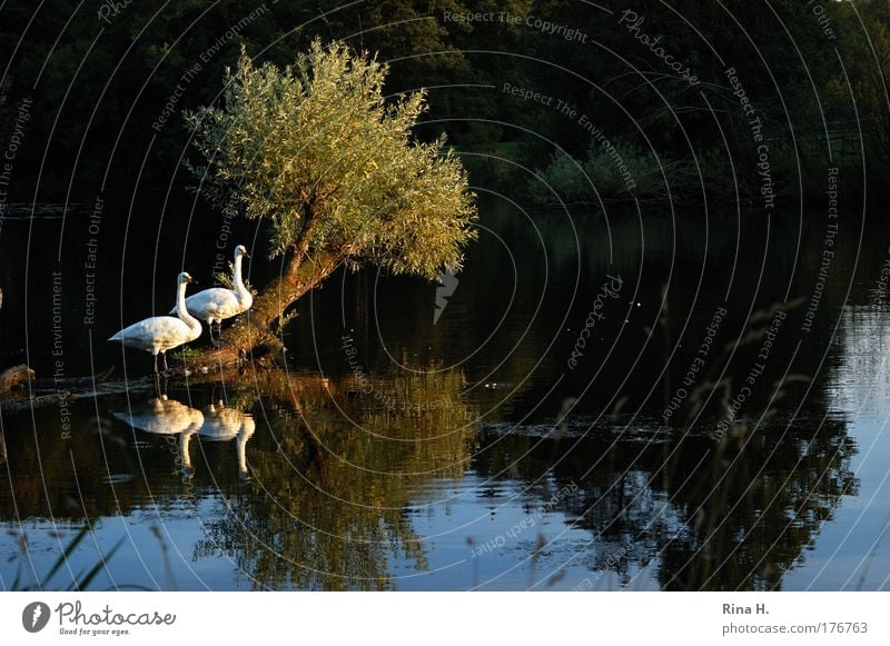 Nein, kein Schwanensee Farbfoto Außenaufnahme Dämmerung Licht Reflexion & Spiegelung Sonnenlicht Sonnenstrahlen Sonnenaufgang Sonnenuntergang Natur Landschaft