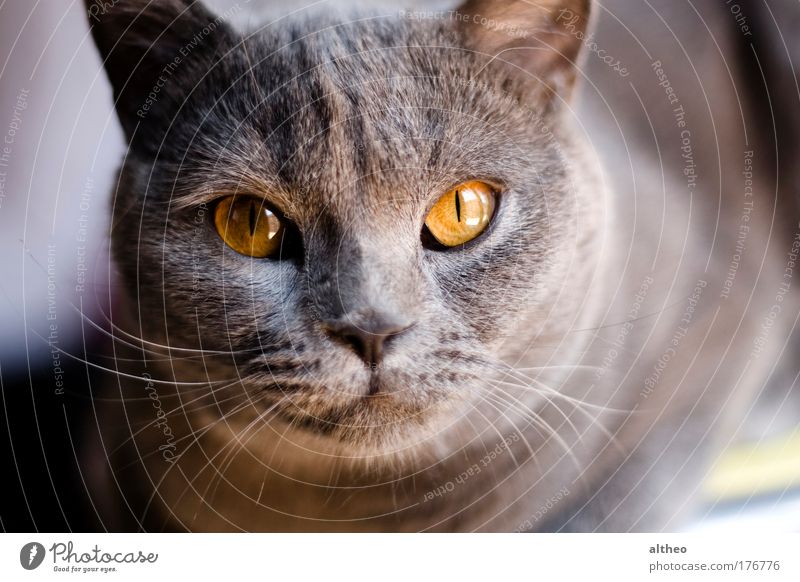 Farbfoto Detailaufnahme Morgen Tag Tierporträt Blick Haustier Katze 1 Schreibwaren