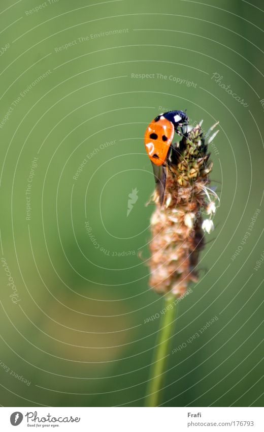 Klappt der Absprung? mehrfarbig Außenaufnahme Tag Sonnenlicht Unschärfe Zentralperspektive Tierporträt Blick Natur Pflanze Sommer Schönes Wetter Gras Sträucher