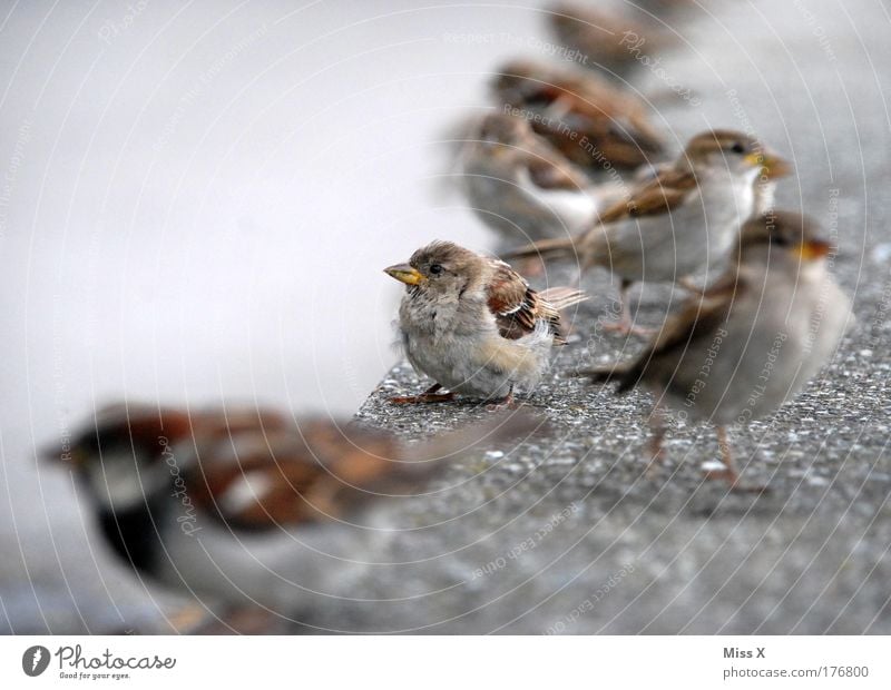 Einsam unter vielen Farbfoto Gedeckte Farben Außenaufnahme Nahaufnahme Detailaufnahme Schwache Tiefenschärfe Natur Park Kleinstadt bevölkert Mauer Wand Tier