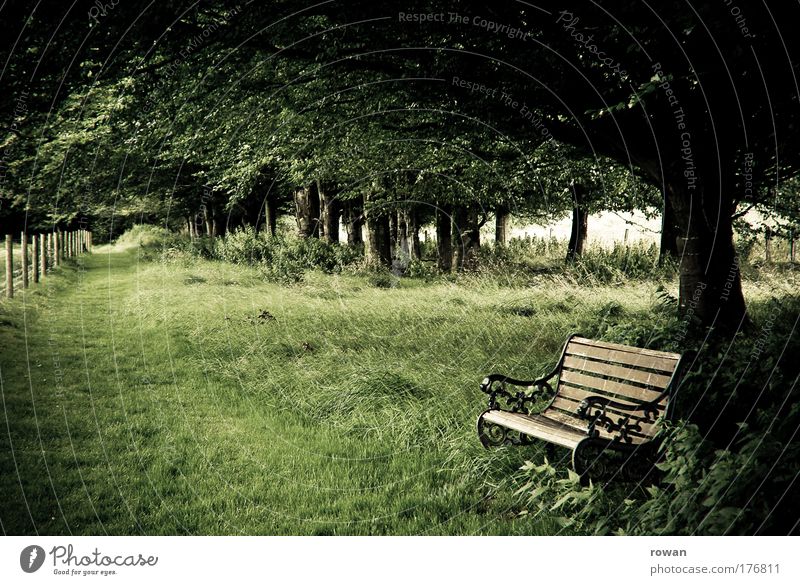 entspannen Farbfoto Gedeckte Farben Außenaufnahme Tag Abend Natur Landschaft Baum Gras Erholung alt grün Glück Geborgenheit ruhig Zufriedenheit Idylle