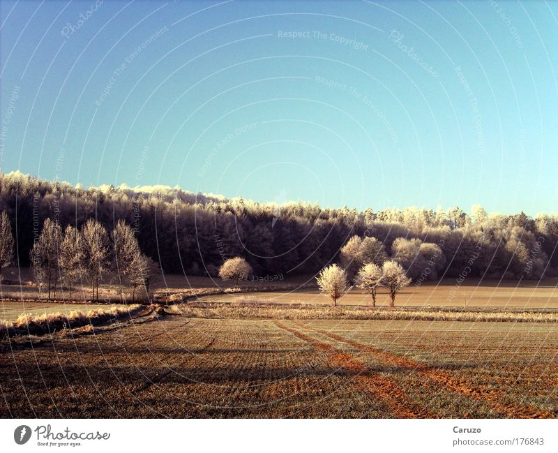 Väterchen Frost Farbfoto Außenaufnahme Menschenleer Morgen Morgendämmerung Schatten Panorama (Aussicht) Umwelt Natur Landschaft Erde Wolkenloser Himmel Winter