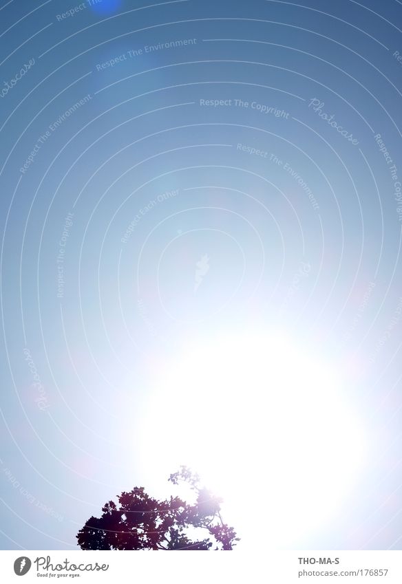 Treetop Natur Luft Himmel Wolkenloser Himmel Sonne Sonnenlicht Frühling Sommer Schönes Wetter Baum Australien Menschenleer Blühend dehydrieren Wachstum frei