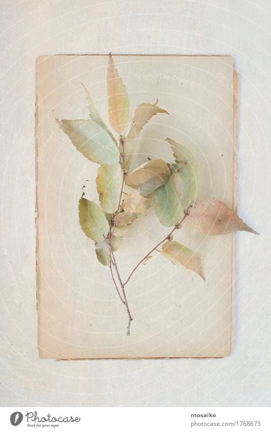 Herbarium Design Wissenschaften Kunst Natur Pflanze Herbst Blatt Papier ästhetisch schön Romantik achtsam authentisch Reinheit poetisch Zweig Aquarell