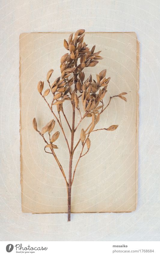 Herbarium elegant Stil Erntedankfest Bildung Wissenschaften Kunst Umwelt Natur Pflanze Frühling Sommer Herbst Sträucher Blatt Garten Park Papier alt träumen