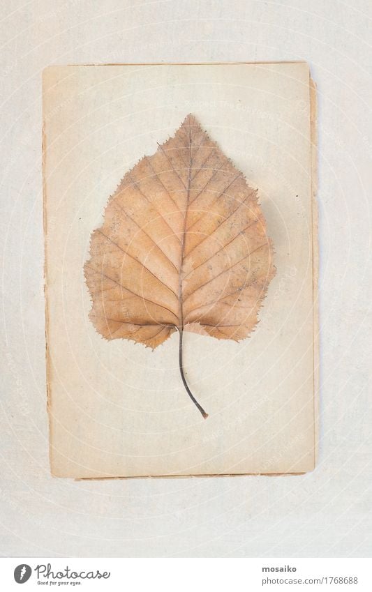 Herbarium elegant Design Erntedankfest Kindererziehung Wissenschaften Papier alt Stimmung Senior Genauigkeit Idee Inspiration Surrealismus Symmetrie Wachstum