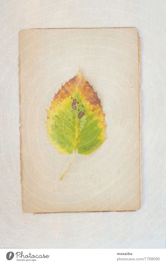 Herbarium elegant Stil Design Bildung Wissenschaften Kunst Umwelt Natur Pflanze Herbst Blatt ästhetisch Zufriedenheit Idylle Kreativität nachhaltig Nostalgie