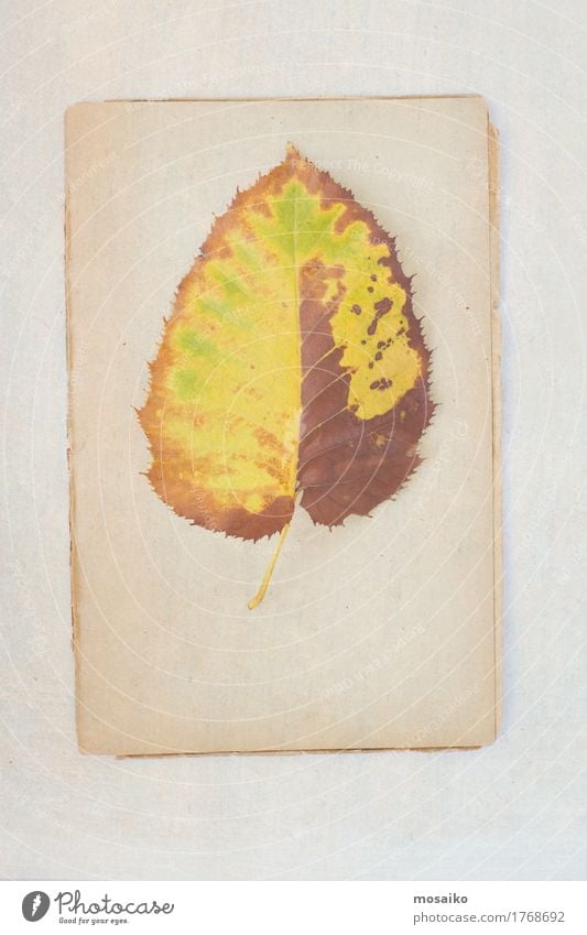 Herbarium elegant Stil Design Bildung Wissenschaften Kunst Umwelt Natur Pflanze Herbst Baum Blatt ästhetisch Zufriedenheit Inspiration Kreativität Surrealismus