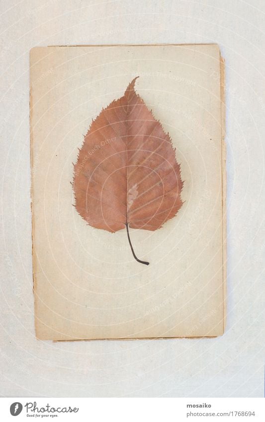 Herbarium Kunst Umwelt Natur Pflanze Herbst Blatt ästhetisch Zufriedenheit einzigartig Inspiration herbstlich altehrwürdig poetisch Fundstück Garten Verständnis