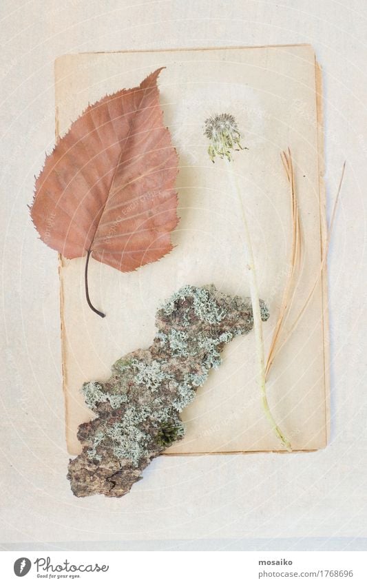 Herbarium Design Erntedankfest Bildung Wissenschaften Schule Gartenarbeit Kunst Umwelt Natur Pflanze Sommer Herbst Baum Blatt Dekoration & Verzierung Sammlung