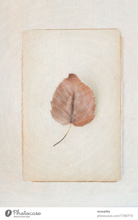 Herbarium Kunst Umwelt Natur Pflanze Herbst Blatt ästhetisch Zufriedenheit Gelassenheit einzigartig Inspiration herbstlich altehrwürdig poetisch Fundstück