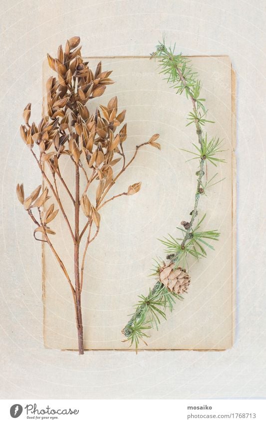 Herbarium elegant Stil Design Bildung Wissenschaften Kunst Umwelt Natur Pflanze Herbst Baum Gras Sträucher Blatt ästhetisch Inspiration ruhig Sammlung Nadelbaum