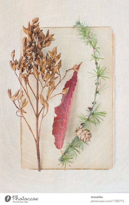 Herbarium Design Erntedankfest Bildung Wissenschaften Schule Gartenarbeit Kunst Umwelt Natur Pflanze Sommer Herbst Blatt Dekoration & Verzierung Sammlung