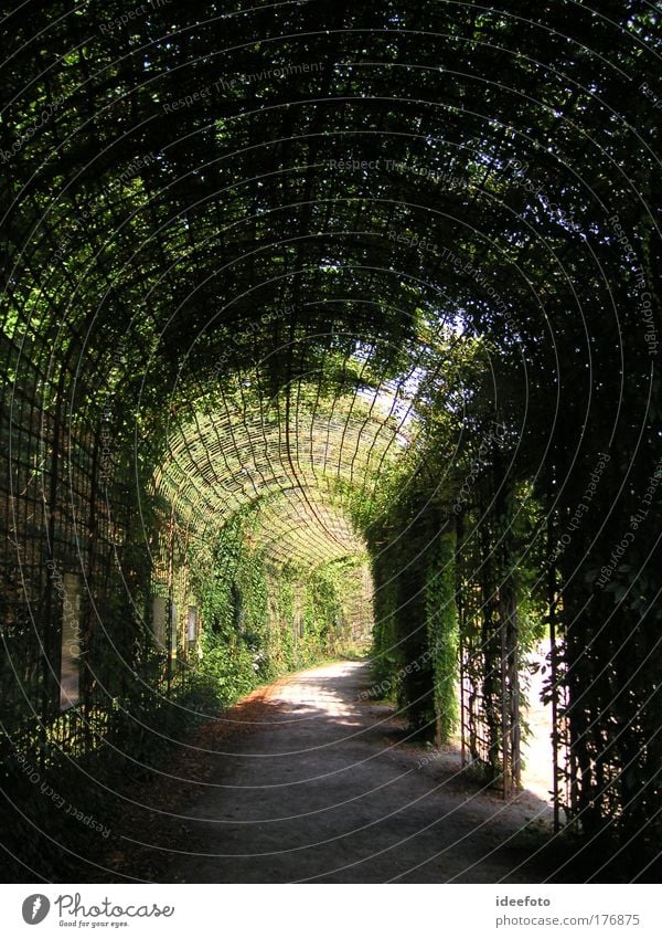 Der Weg ist das Ziel Farbfoto Außenaufnahme Menschenleer Morgen Zentralperspektive Blick nach vorn Umwelt Natur Pflanze Sommer Efeu Grünpflanze Park Garten