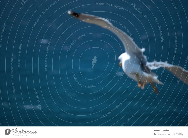 Sturzflug Landschaft Luft Wasser Sommer Schönes Wetter Wind Meer Tier Wildtier Vogel 1 fliegen frei frisch Unendlichkeit oben blau weiß Stimmung Lebensfreude