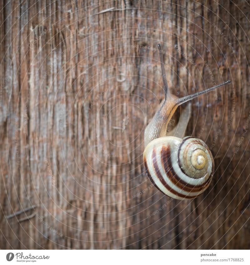 6 Tier Schnecke 1 Holz Zeichen authentisch natürlich langsam warten Schneckenhaus Fühler Farbfoto Gedeckte Farben Außenaufnahme Muster Strukturen & Formen