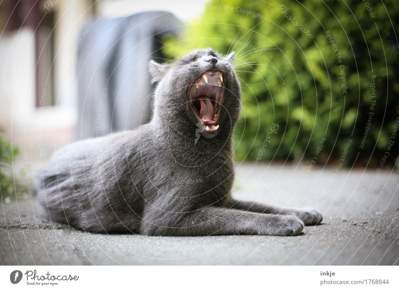 müder Kater Garten Haustier Katze Tiergesicht Hauskatze Maul Gebiss 1 hocken liegen grau Gefühle Geborgenheit Müdigkeit Unlust ruhig Zufriedenheit gähnen weit