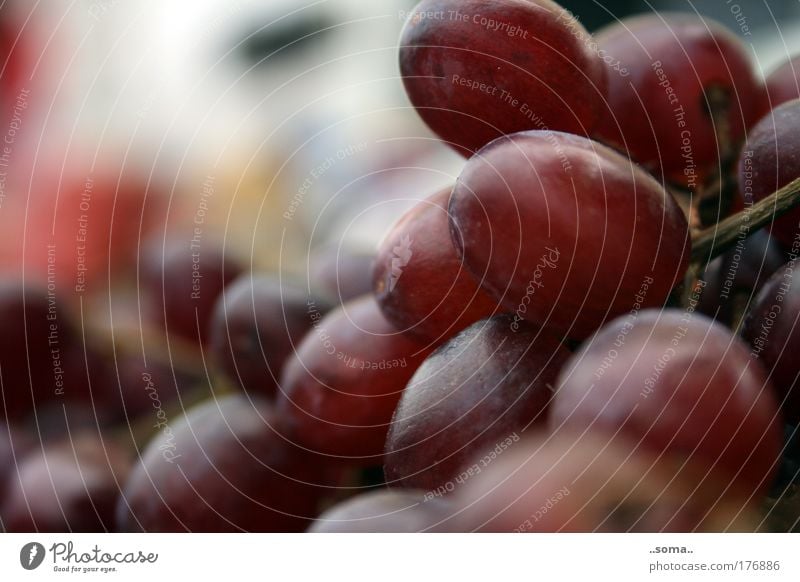 Weintrauben Farbfoto Außenaufnahme Lebensmittel Frucht Trauben Ernährung Vegetarische Ernährung Fingerfood Gesundheit füttern genießen frisch gut natürlich