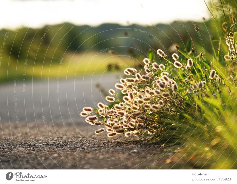 98 ... Gräser :-) ... Farbfoto mehrfarbig Außenaufnahme Menschenleer Morgen Tag Sonnenlicht Umwelt Natur Landschaft Pflanze Erde Himmel Sommer Gras Wildpflanze