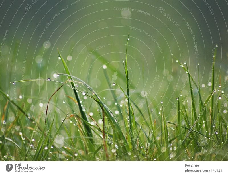 100 ... Tautropfen am Morgen Farbfoto Außenaufnahme Menschenleer Tag Umwelt Natur Landschaft Pflanze Frühling Sommer Gras Park Wiese hell nass grün Tropfen