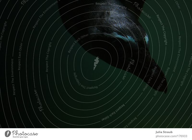 pitsch patsch Farbfoto Außenaufnahme Nahaufnahme Unterwasseraufnahme Textfreiraum links Textfreiraum unten Hintergrund neutral Tag Schatten Tierporträt