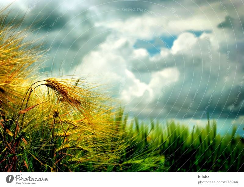 Goldene Ähren am Rande eines Getreidefeldes vor Gewitterstimmung Kornfeld golden Sturm Klimawandel Farbfoto Außenaufnahme Nahaufnahme Experiment Menschenleer