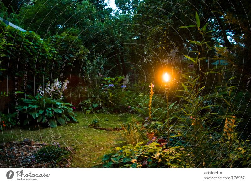 Garten Abend Fackel Flamme Nacht Sommerabend Sommernacht Beet Blume Pflanze Gartenbau Moos schlaflosigkeit Märchen