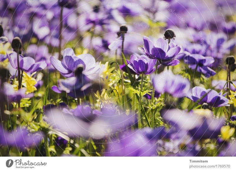 Ein paar Blumen. Pflanze Blüte Blühend natürlich grün violett Gefühle Natur Blumenbeet Farbfoto Außenaufnahme Menschenleer Tag Schwache Tiefenschärfe