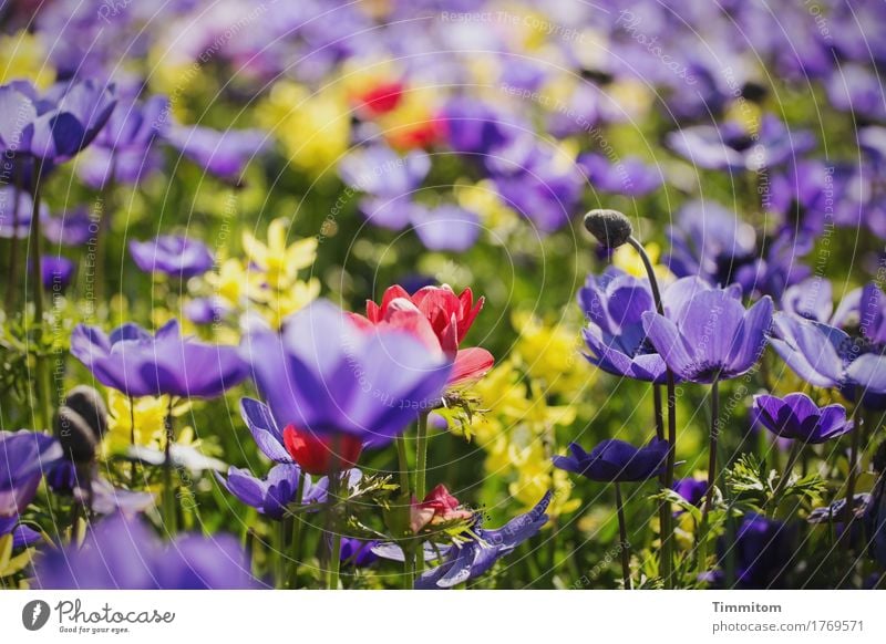 Ein paar Blumen (2). Natur Pflanze Blatt Blüte Blütenknospen Blühend gelb grün violett rot mehrfarbig Farbfoto Außenaufnahme Menschenleer Tag