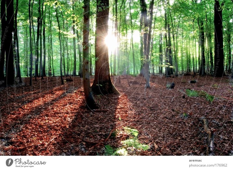 Lichtblick Farbfoto mehrfarbig Außenaufnahme Menschenleer Abend Schatten Silhouette Sonnenlicht Sonnenstrahlen Sonnenaufgang Sonnenuntergang Gegenlicht