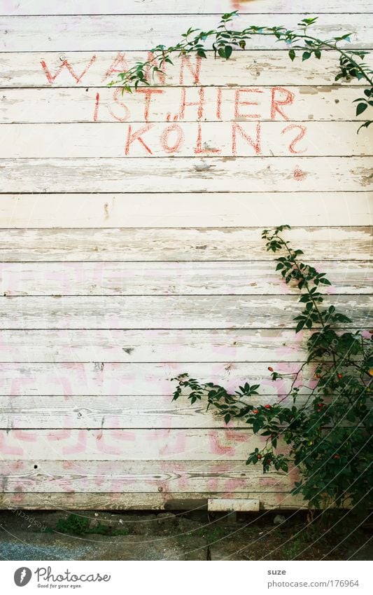 Frage Kunst Kultur Pflanze Mauer Wand Zaun Holz Schriftzeichen Schilder & Markierungen Graffiti authentisch trashig Holzwand Fragen Holzzaun Ranke Farbfoto