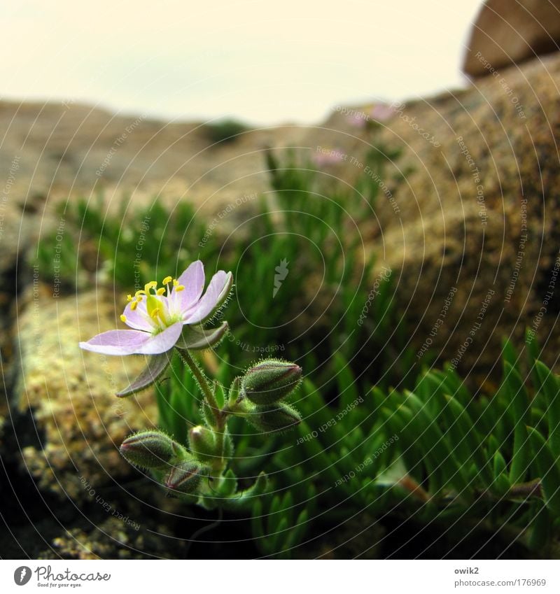 Bretonisches Felsenblümchen Umwelt Natur Landschaft Pflanze Erde Horizont Schönes Wetter Blume Moos Blüte Grünpflanze Wildpflanze exotisch Flechten Küste Stein