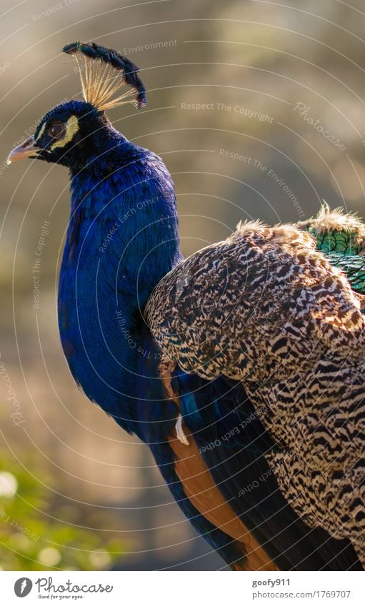 PFAU ALS MODEL :-) Safari Expedition Sommer Natur Schönes Wetter Wüste Tier Wildtier Flügel Zoo Pfau 1 Fährte beobachten entdecken stehen leuchten träumen