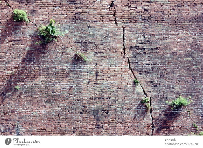 Mauergewächse Farbfoto Außenaufnahme abstrakt Muster Strukturen & Formen Tag Schatten Sonnenlicht Zentralperspektive Natur Pflanze Baum Pionierpflanze Livorno