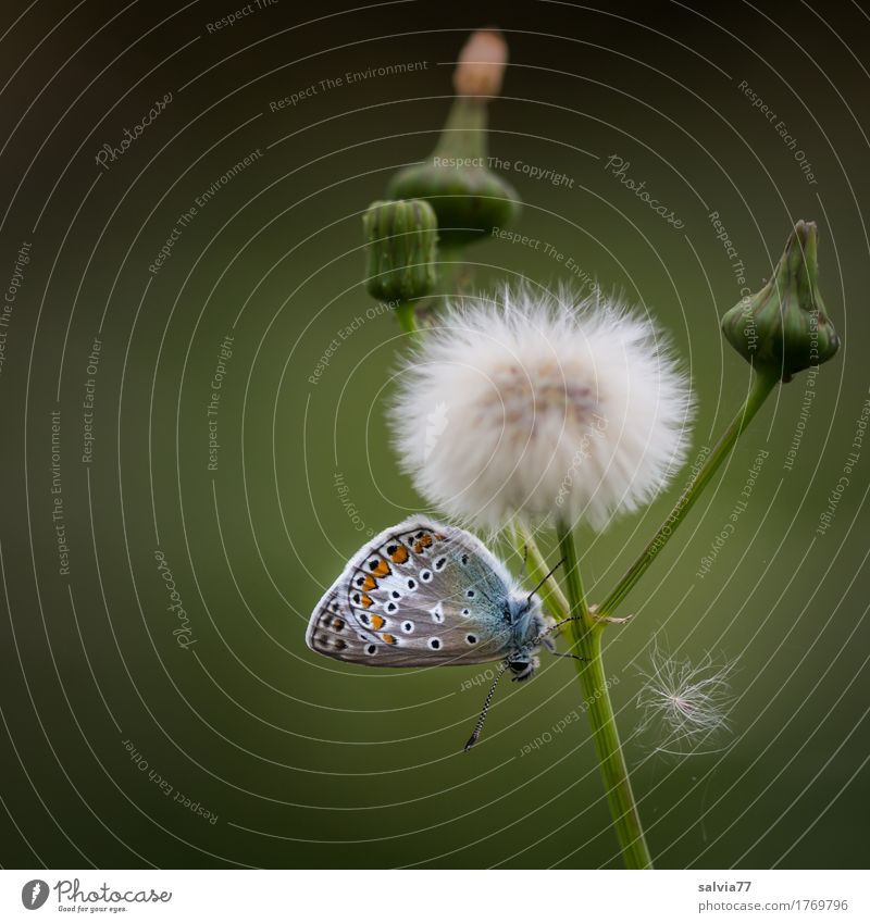 der Herbst naht Umwelt Natur Pflanze Tier Sommer Blume Blüte Wildpflanze Distel Samen Wildtier Schmetterling Flügel Fühler Bläulinge Insekt 1 niedlich weich