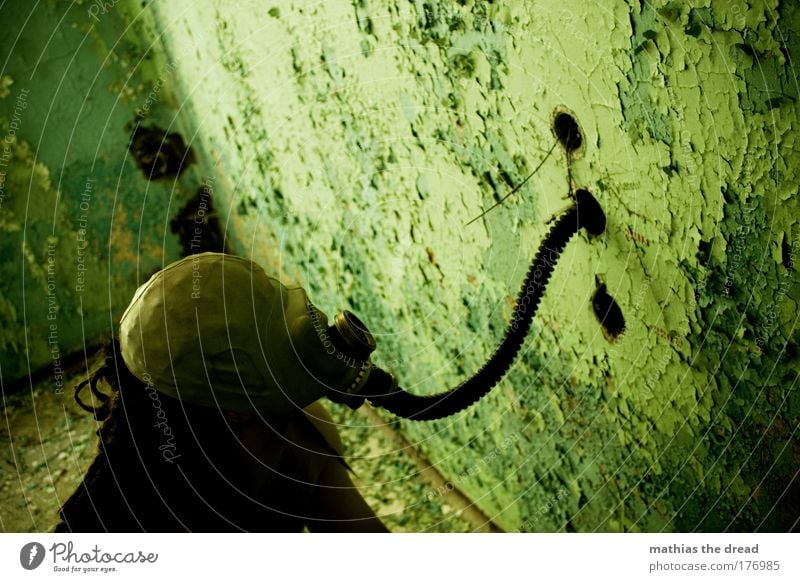 EIN MAUERSCHNÜFFLER Farbfoto Innenaufnahme Tag Dämmerung Schatten Kontrast Silhouette Sonnenlicht Starke Tiefenschärfe Vogelperspektive Oberkörper Wegsehen