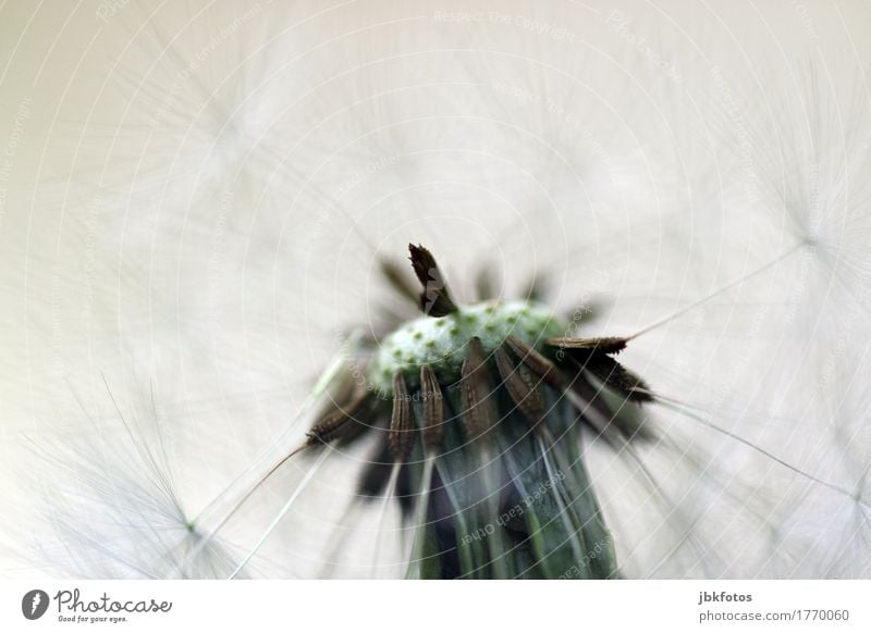 loslassen Umwelt Natur Pflanze Blume Grünpflanze Löwenzahn Garten Park Wiese Feld Gefühle beweglich Samen Propeller fliegen ausbreiten Farbfoto Außenaufnahme