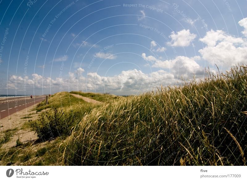 Abschied nehmen Farbfoto Außenaufnahme Tag Kontrast Sonnenlicht Natur Landschaft Pflanze Himmel Wolken Sommer Schönes Wetter Sträucher Grünpflanze Hügel Küste