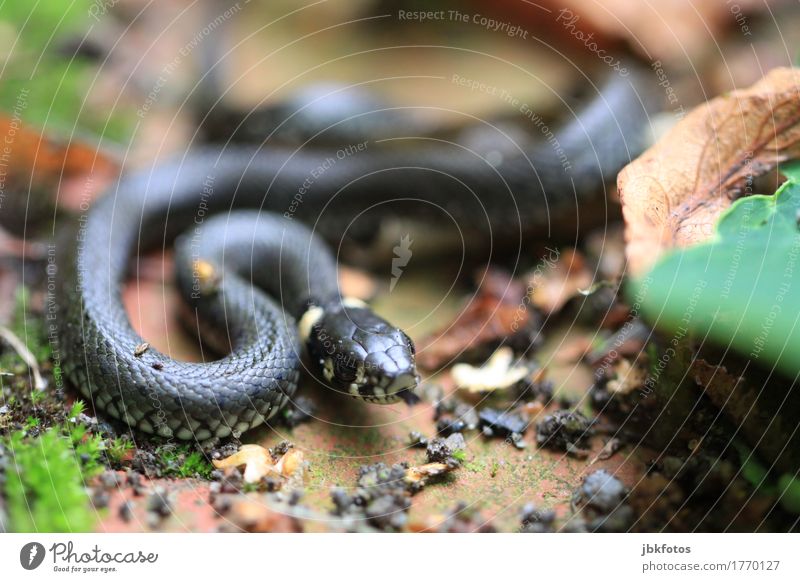 Zzzzzzz Umwelt Natur Tier Wildtier Schlange Ringelnatter 1 Tierjunges exotisch gruselig listig muskulös Geschwindigkeit krabbeln Zunge Fressen Nahrungssuche