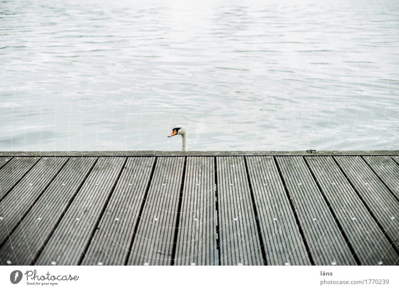 ich sag nix Schwan Steg Wasser Holz Anlegestelle liniert Linie Kopf Vogel Einsamkeit einzeln