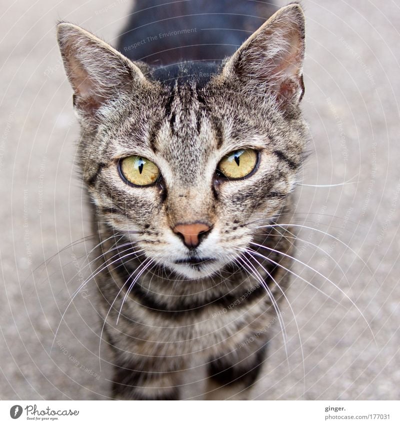 Hast du Leckerchen für mich? Tier Haustier Katze Tiergesicht 1 Blick authentisch Neugier niedlich Katzenauge Miau gestreift freilebend Herumtreiben Straßenkatze