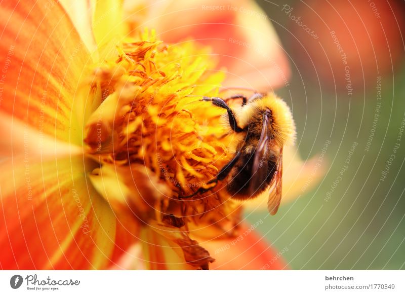 jedem anfang wohnt ein zauber inne... Natur Pflanze Tier Sommer Schönes Wetter Blume Blatt Blüte Garten Park Wiese Wildtier Biene Flügel 1 beobachten Blühend