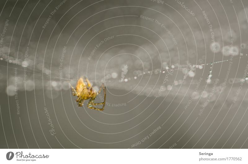 Einfach Abhängen Tier Wildtier Spinne Tiergesicht Krallen 1 Netz Spinnennetz Farbfoto Außenaufnahme Nahaufnahme Detailaufnahme Makroaufnahme Menschenleer